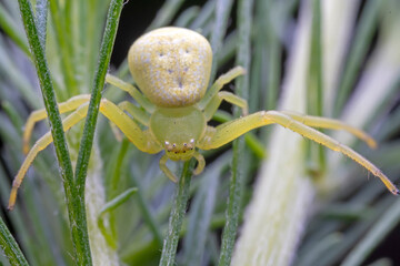 Crab spiders inhabit the leaves of wild plants and wait for prey