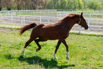 Arabian horses running, standing, looking in different terrains and situations.