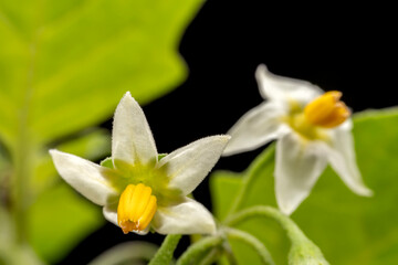 Fototapeta na wymiar Solanum flower in the wild