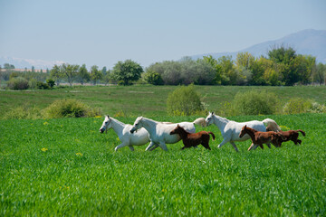 Arabian horses running, standing, looking in different terrains and situations.