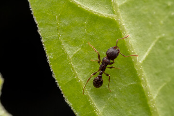 ant inhabiting on the leaves of wild plants