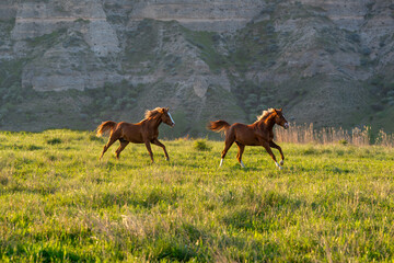 Arabian horses running, standing, looking in different terrains and situations.