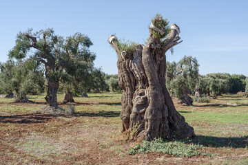 Olive trees diseased by Xylella fastidiosa in Puglia, Italy - 684704031