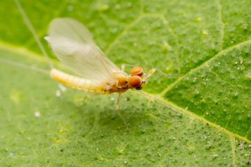 mayfly inhabiting on the leaves of wild plants
