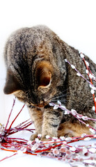 Cat and willow twigs with cats on white background. Symbol of spring, Easter with copy space. Greeting card for spring holidays.