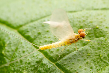 mayfly inhabiting on the leaves of wild plants