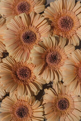 Pale orange gerber flower buds pattern. Flat lay, top view minimal floral composition