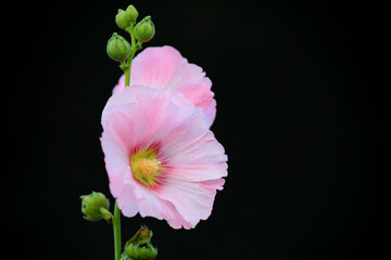 Beautiful hollyhock flowers in the garden