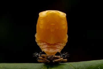 Ladybug pupae on wild plant leaves