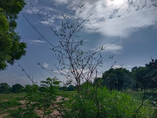 Obraz premium trees and clouds with Bamboo leaves