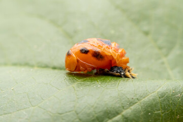 Ladybug pupae on wild plant leaves