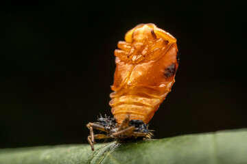 Ladybug pupae on wild plant leaves - obrazy, fototapety, plakaty