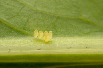 Insect eggs on wild plant leaves