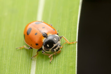 Obraz premium Hippodamia variegata inhabits the leaves of wild plants