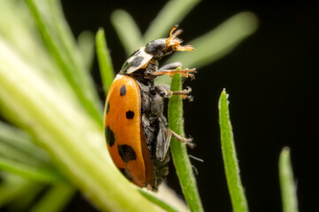 Hippodamia variegata inhabits the leaves of wild plants