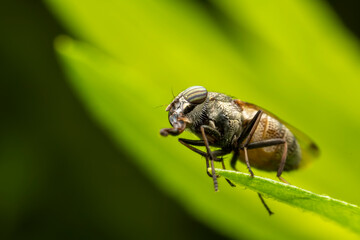 Flies inhabit wild plants in North China