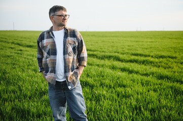 A young farmer inspects the quality of wheat sprouts in the field. The concept of agriculture.
