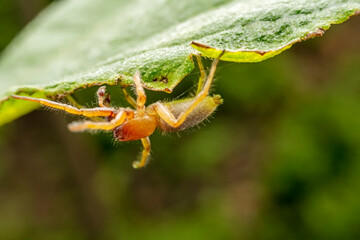 spider inhabiting on the leaves of wild plants