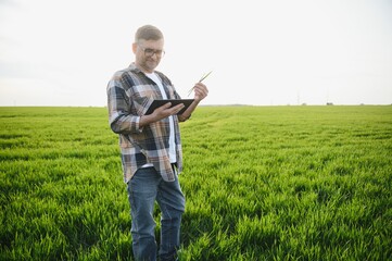 A young farmer inspects the quality of wheat sprouts in the field. The concept of agriculture.