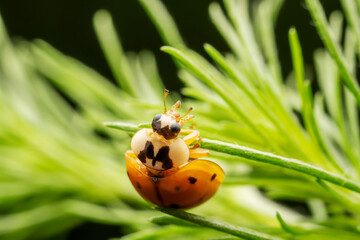 Harmonia axyridis inhabit the leaves of wild plants