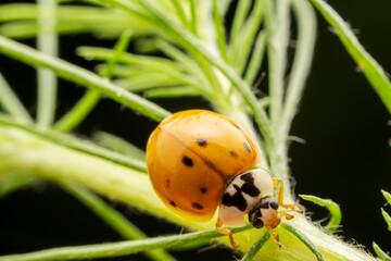 Harmonia axyridis inhabit the leaves of wild plants