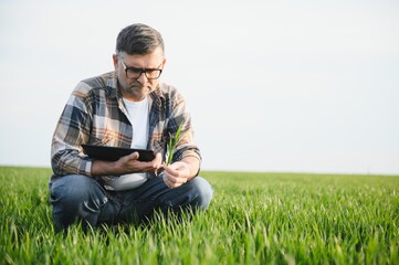 Portrait of senior farmer in wheat field