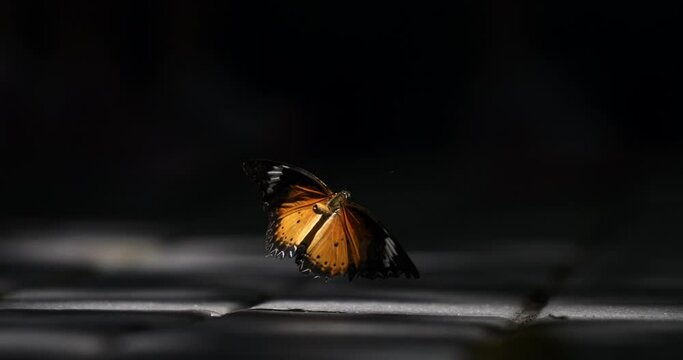 Super slow motion close up of exotic tropical butterfly is flying gracefully isolated on dark background with soft light beams. Filmed on high speed cinema camera at 1000 fps.