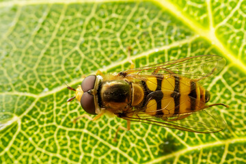 syrphid Inhabiting on the leaves of wild plants