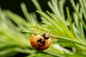 Harmonia axyridis inhabit the leaves of wild plants