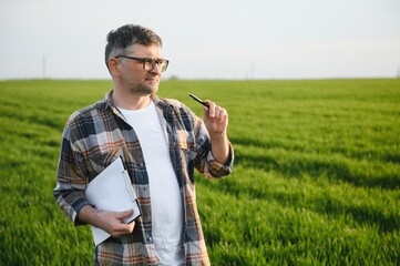 A young farmer inspects the quality of wheat sprouts in the field. The concept of agriculture.