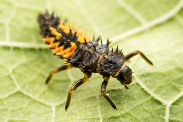Ladybug larvae inhabit the leaves of wild plants