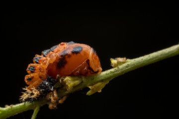Ladybug pupae on wild plant leaves