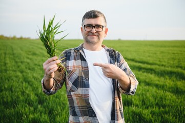 A young farmer inspects the quality of wheat sprouts in the field. The concept of agriculture.
