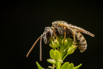 Bee insects inhabit wild plants