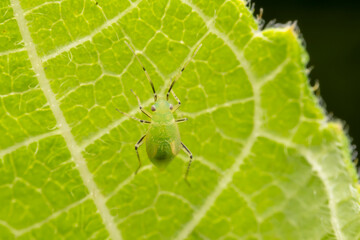 The stinkbug family insects inhabit wild plants