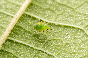 The stinkbug family insects inhabit wild plants