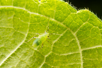 The stinkbug family insects inhabit wild plants