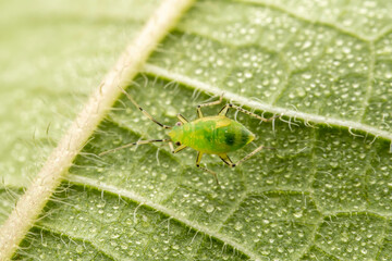 Fototapeta premium The stinkbug family insects inhabit wild plants
