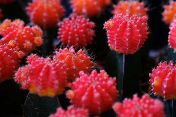 Cactus, natural green cactus with sharp white prickles in garden, Cactus flowers.