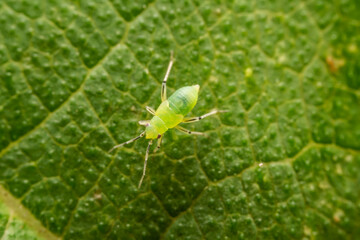 The stinkbug family insects inhabit wild plants