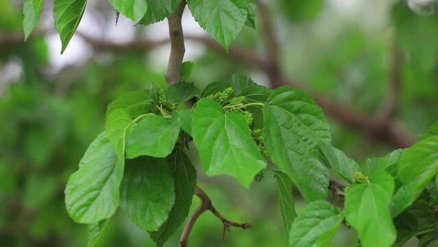Mulberry in the botanical garden, North China
