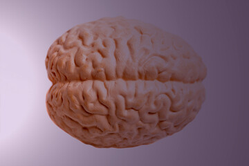 Human brain anatomical model top view
