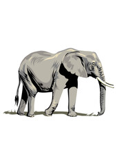 descargar vectores de elefante © haicarrojas