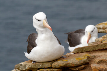 Black browed Albatross's on cliff top colony