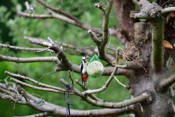 Great woodpecker hanging on tallow ball on the branch in the garden  