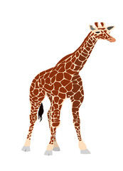 descargar vectores de jirafa © haicarrojas