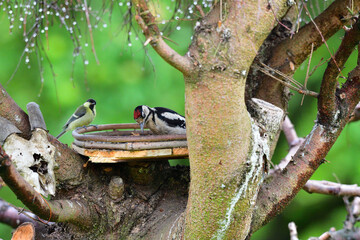 Great woodpecker eating sunflowers seed on feeder 