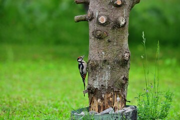 Great woodpecker climbing high the tree in the garden