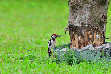 Great woodpecker climbing high the tree in the garden