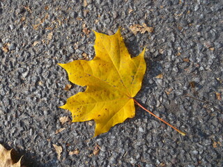 Yellow maple leaf on gray asphalt